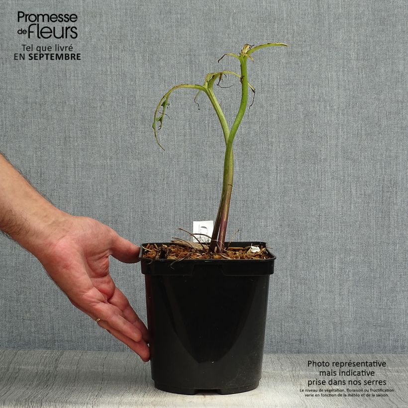 Exemplaar van Ligularia japonica Rising Sun - Kruiskruid Pot van 2 l/3 l zoals geleverd in de herfst