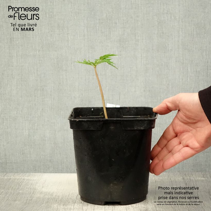 Exemplaar van Ligularia japonica Rising Sun - Kruiskruid Pot van 2 l/3 l zoals geleverd in de lente