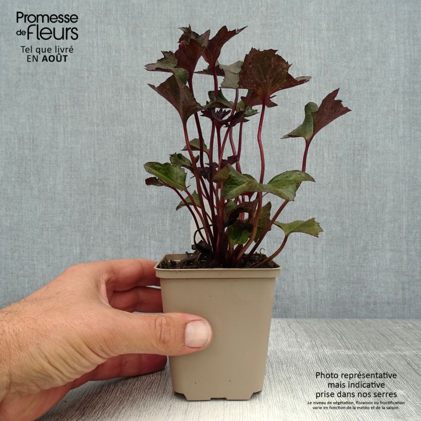Exemplaar van Ligulaire - Ligularia Osiris Cafe Noir Godet de 8/9 cm zoals geleverd in de zomer