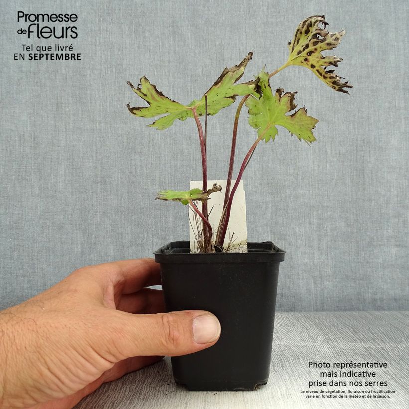 Exemplaar van Ligularia przewalskii - Kruiskruid Kweekpotje van 8/9 cm zoals geleverd in de zomer