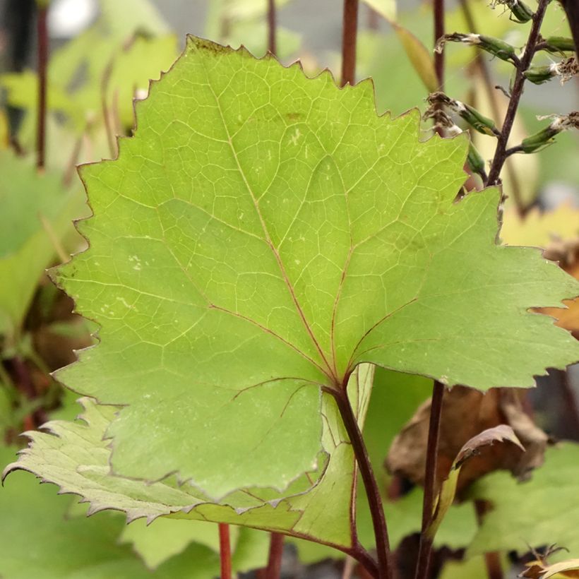 Ligularia stenocephala Little Rocket - Kruiskruid (Blad)