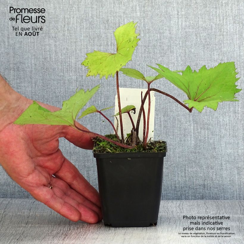 Exemplaar van Ligularia stenocephala Little Rocket - Kruiskruid Kweekpotje van 8/9 cm zoals geleverd in de zomer