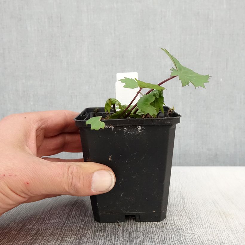 Exemplaar van Ligularia stenocephala Little Rocket - Kruiskruid Kweekpotje van 8/9 cm zoals geleverd in de lente