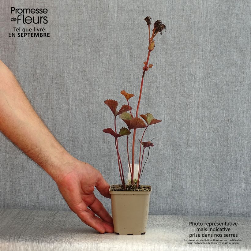Exemplaar van Ligularia dentata Britt-Marie Crawford - Kruiskruid Kweekpotje van 8/9 cm zoals geleverd in de zomer