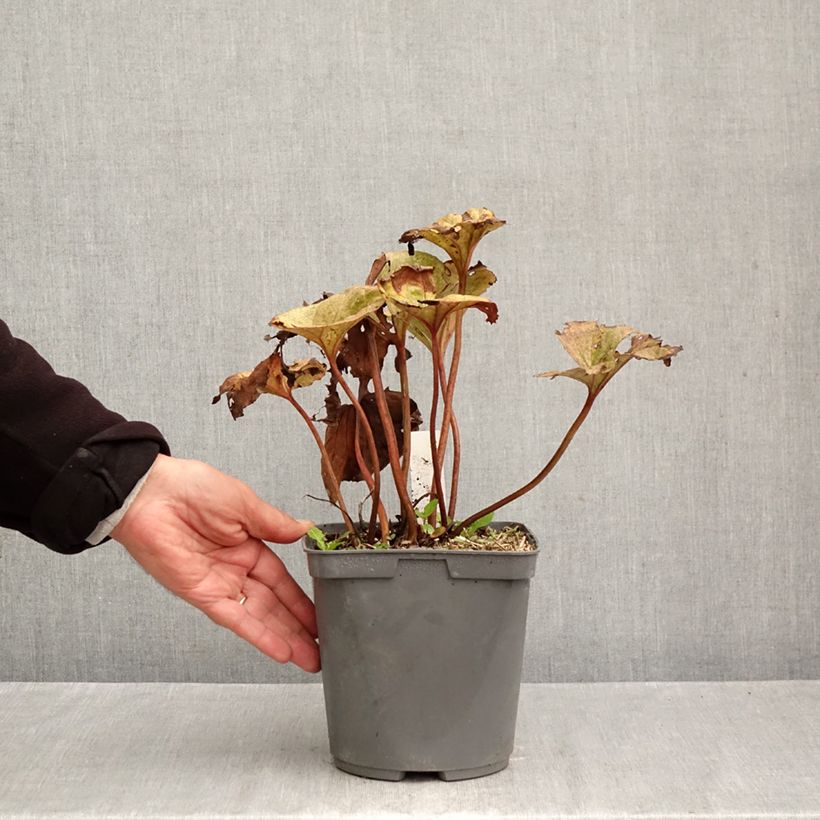 Exemplaar van Ligularia dentata Garden Confetti - Kruiskruid Pot van 2 l/3 l zoals geleverd in de herfst