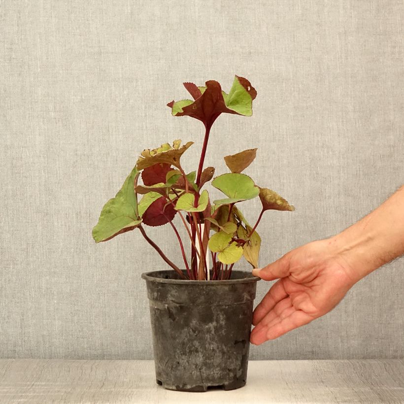 Exemplaar van Ligularia dentata Garden Confetti - Kruiskruid Pot van 2 l/3 l zoals geleverd in de zomer