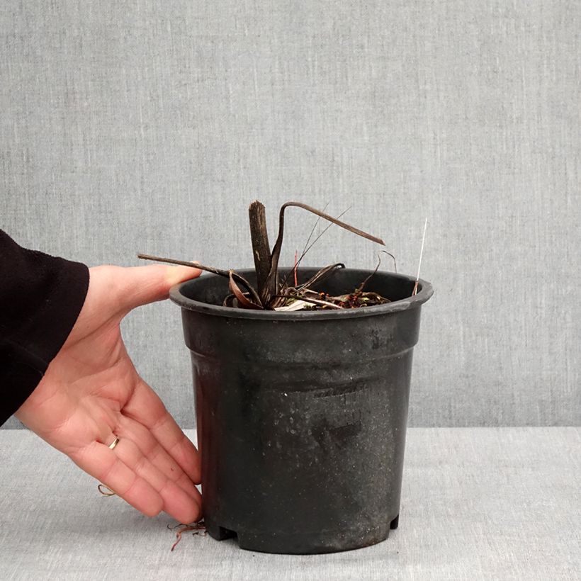 Example of Ligularia dentata Garden Confetti - Ligulaire Pot van 2 l/3 l as you get in hiver