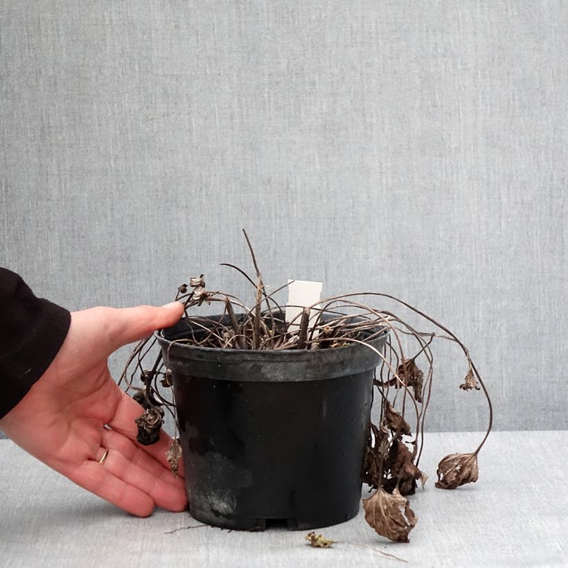 Example of Ligularia dentata Othello - Kruiskruid Pot van 2 l/3 l as you get in hiver