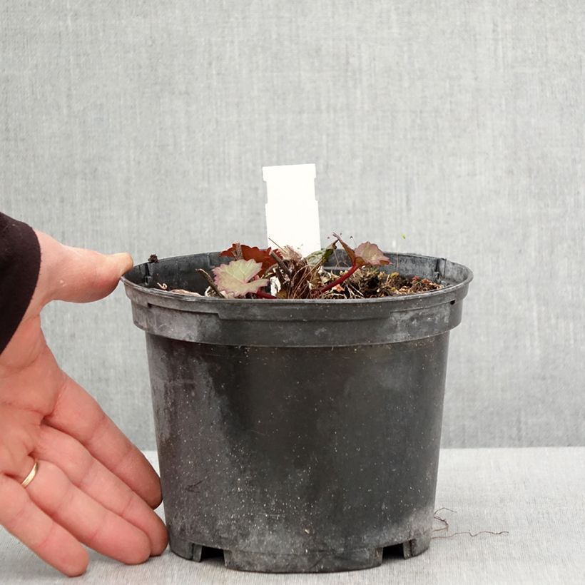 Exemplaar van Ligularia dentata Othello - Kruiskruid Pot van 2 l/3 l zoals geleverd in de lente