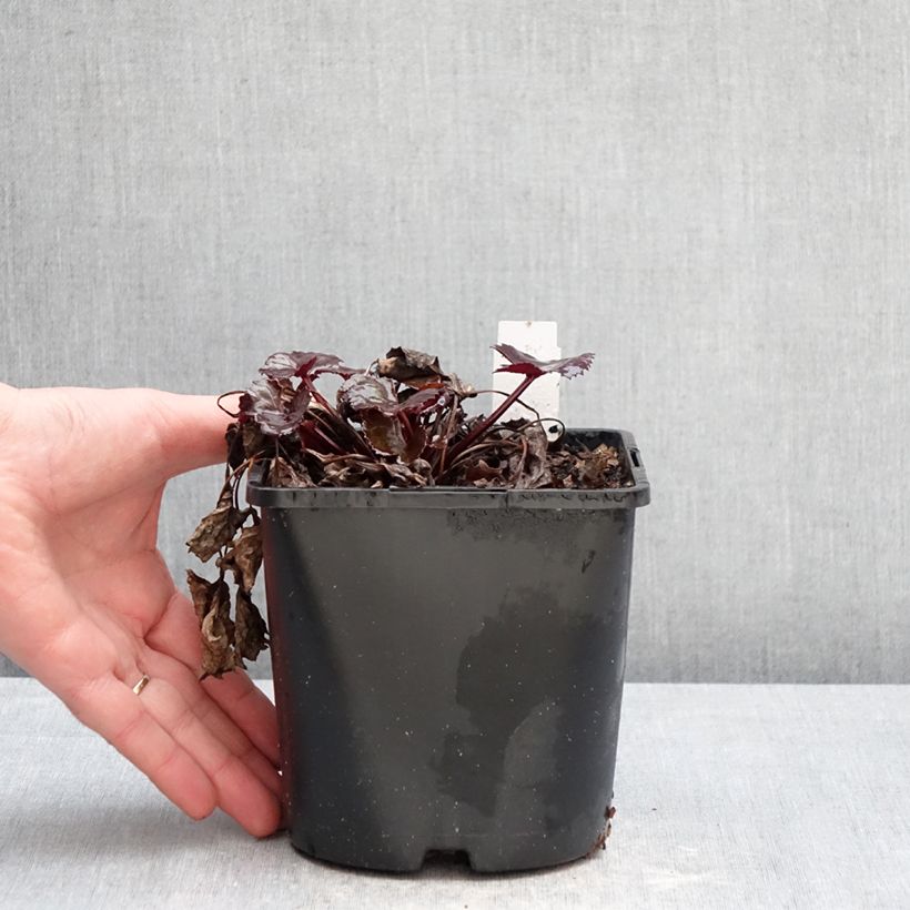 Exemplaar van Ligularia dentata Pandora - Kruiskruid Pot van 2 l/3 l zoals geleverd in de winter