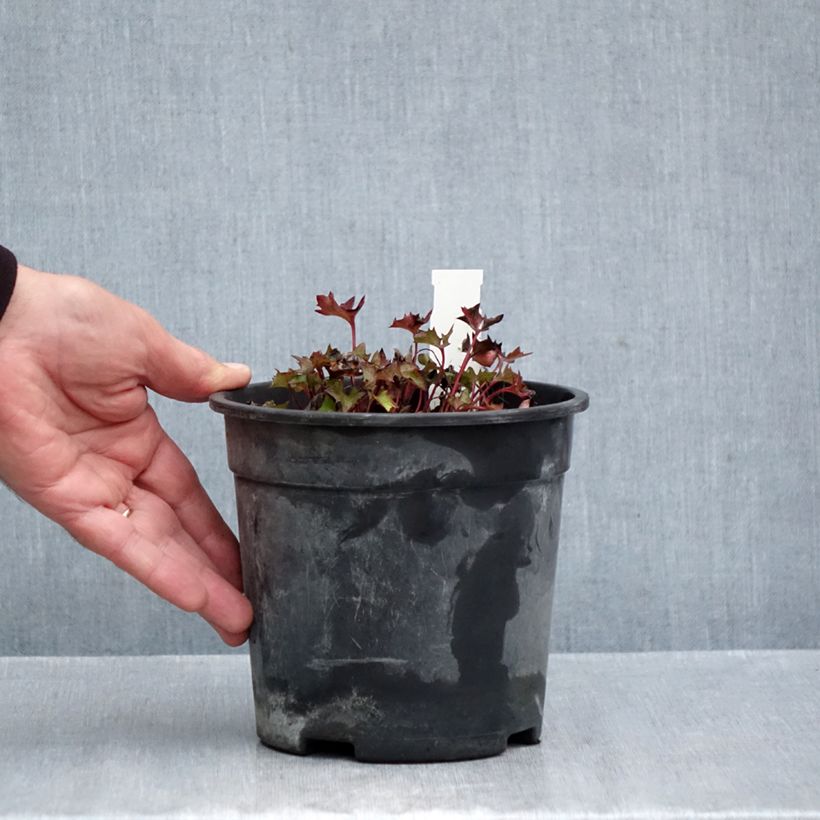 Exemplaar van Ligularia dentata Little Golden Ray - Kruiskruid Pot van 2 l/3 l zoals geleverd in de herfst