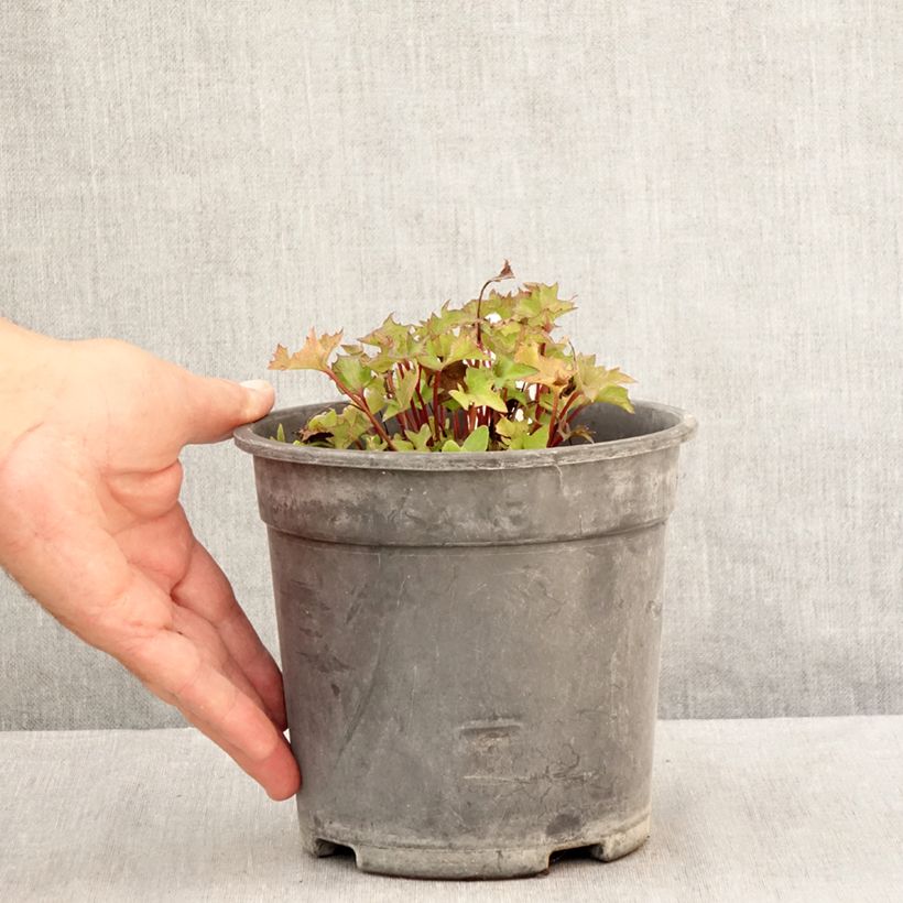 Exemplaar van Ligularia dentata Little Golden Ray - Kruiskruid Pot van 2 l/3 l zoals geleverd in de zomer