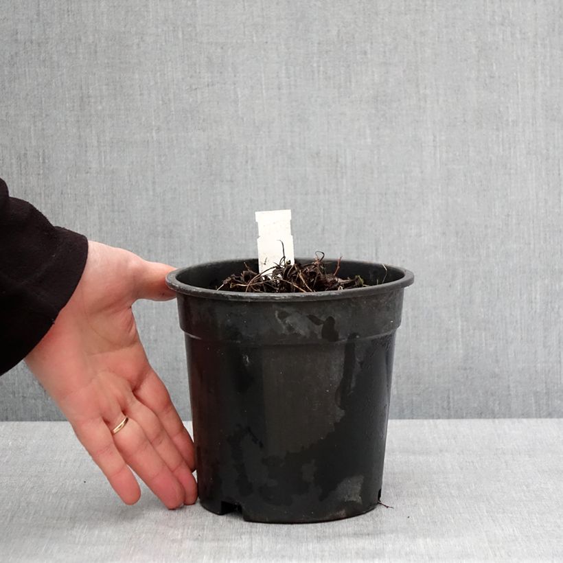 Exemplaar van Ligularia Little Golden Ray - Ligulaire Pot de 2L/3L zoals geleverd in de winter