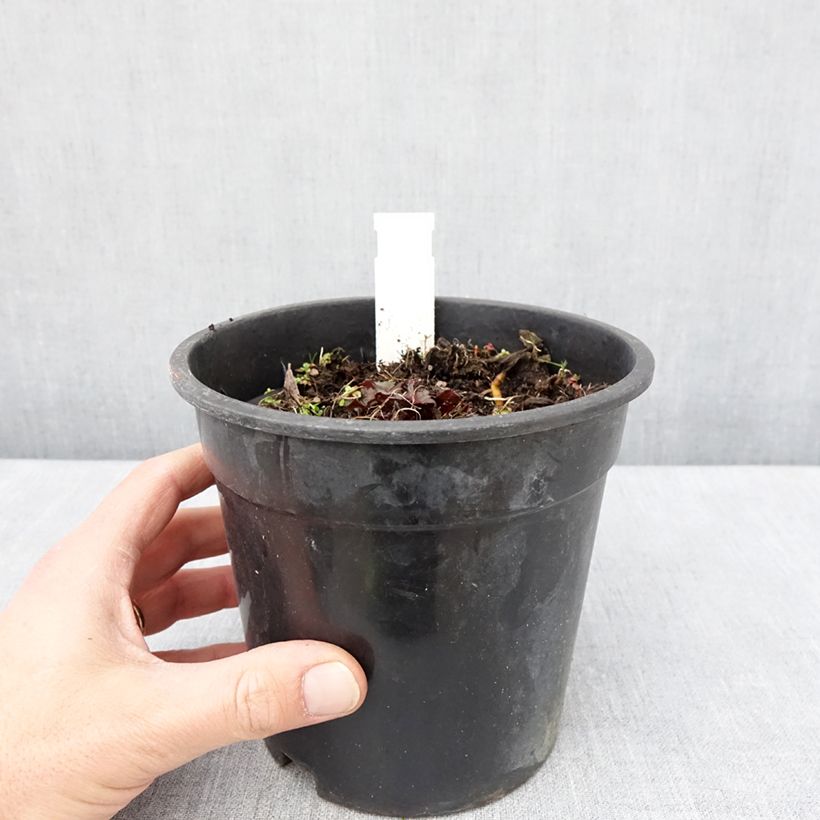 Exemplaar van Ligularia dentata Little Golden Ray - Kruiskruid Pot van 2 l/3 l zoals geleverd in de lente