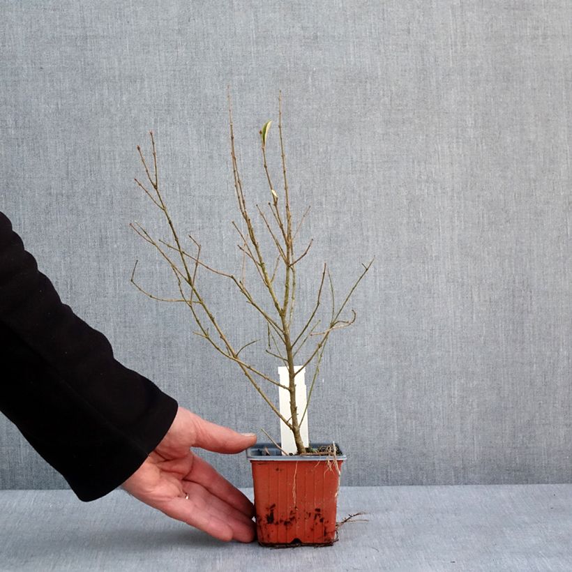 Example of Ligustrum ibota Musli - Troène Kweekpotje van 8/9 cm as you get in hiver