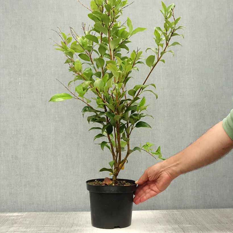 Exemplaar van Ligustrum japonicum Green Century - Japanse liguster Pot van 2 l/3 l zoals geleverd in de zomer