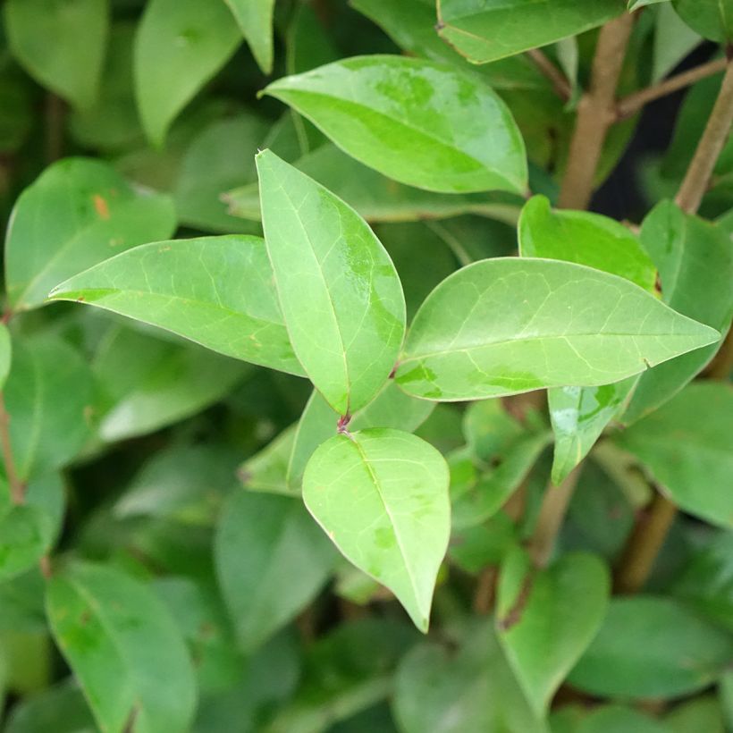Ligustrum japonicum Korean Dwarf - Japanse liguster (Blad)