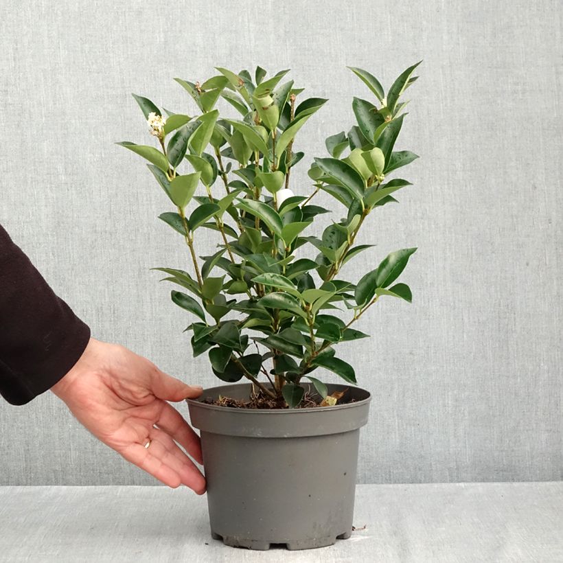 Exemplaar van Ligustrum japonicum Korean Dwarf - Japanse liguster Pot van 3 l/4 l zoals geleverd in de herfst