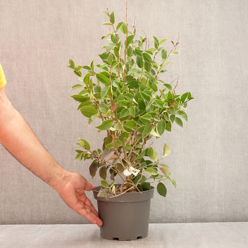 Example of Ligustrum japonicum Korean Dwarf - Troène du Japon Pot van 3 l/4 l as you get in ete