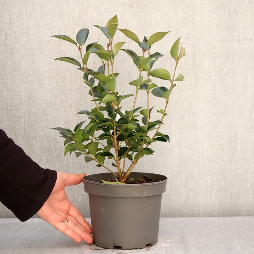Exemplaar van Ligustrum japonicum Korean Dwarf - Japanse liguster Pot van 3 l/4 l zoals geleverd in de winter
