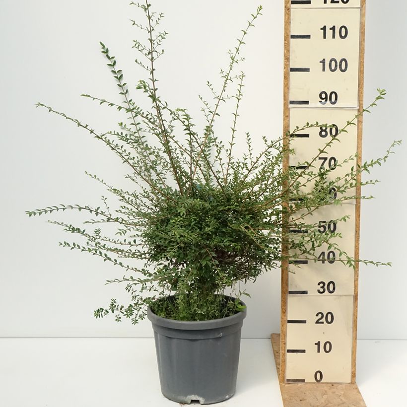 Example of Ligustrum jonandrum (ionandrum) - Troène du Yunnan Pot van 12 l/15 l, Kwartstam as you get in ete