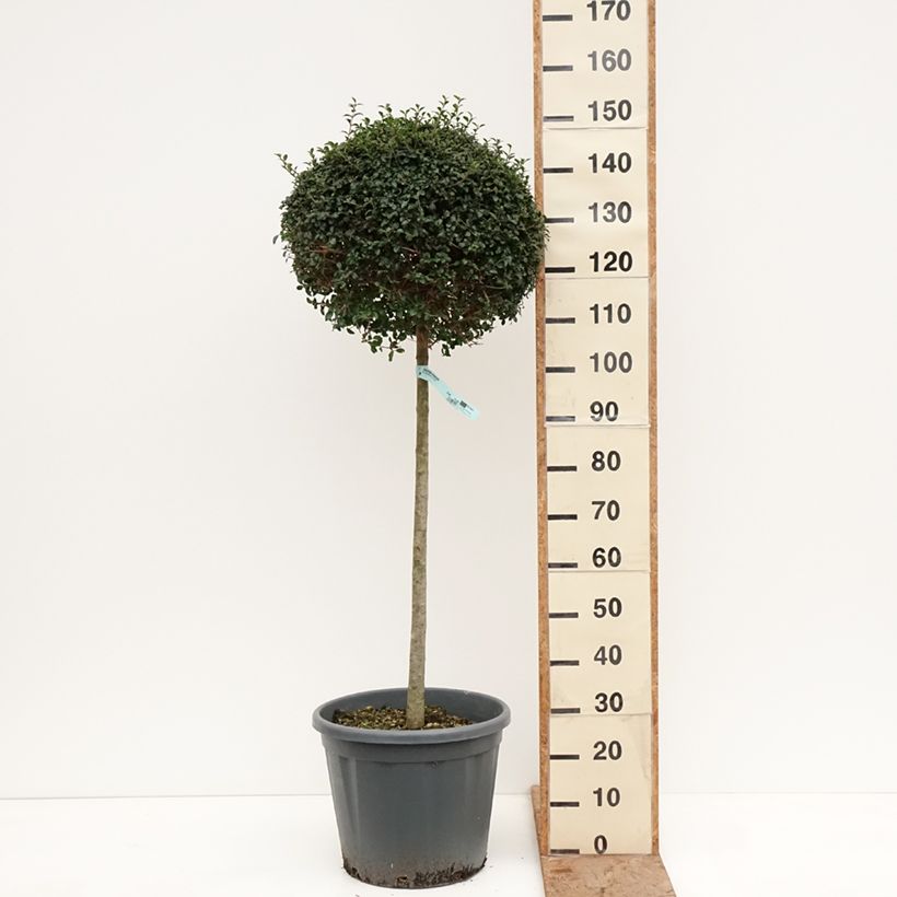Exemplaar van Ligustrum jonandrum - Liguster Pot van 20 l/25 l, Half-hoge stam zoals geleverd in de winter