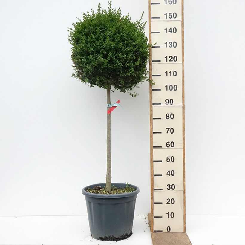 Exemplaar van Ligustrum jonandrum - Liguster Pot van 20 l/25 l, Half-hoge stam zoals geleverd in de lente