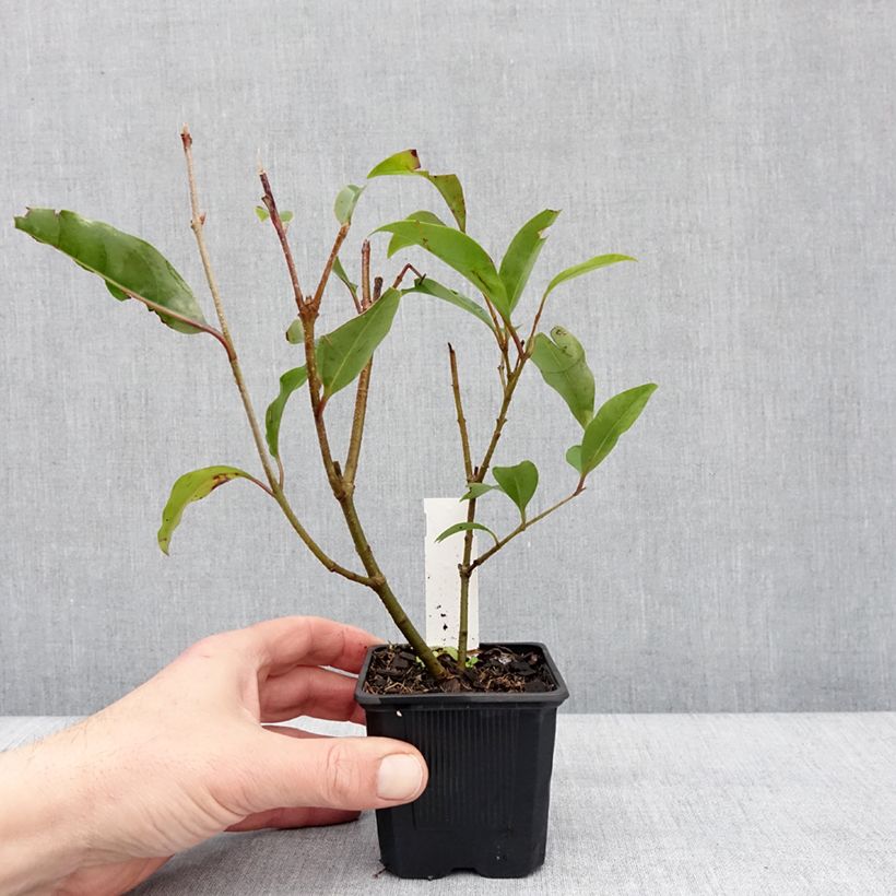 Example of Ligustrum lucidum Green Screen - Troène brillant Kweekpotje van 8/9 cm as you get in hiver