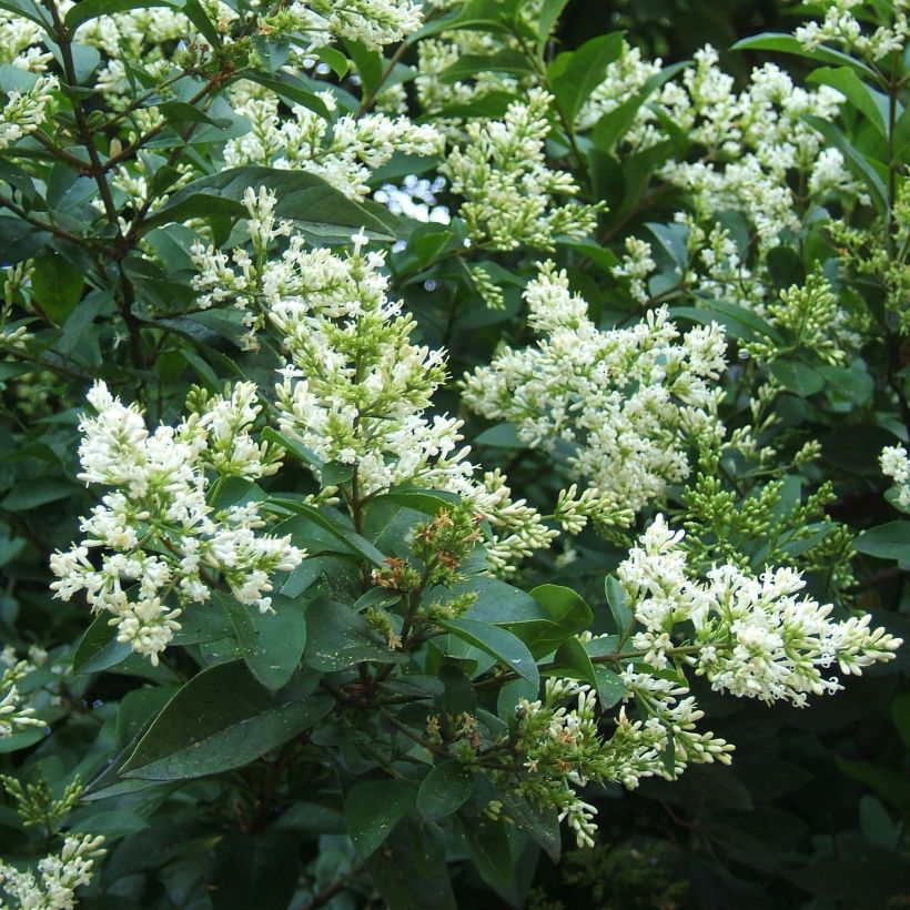Haagliguster - Ligustrum ovalifolium (Bloei)