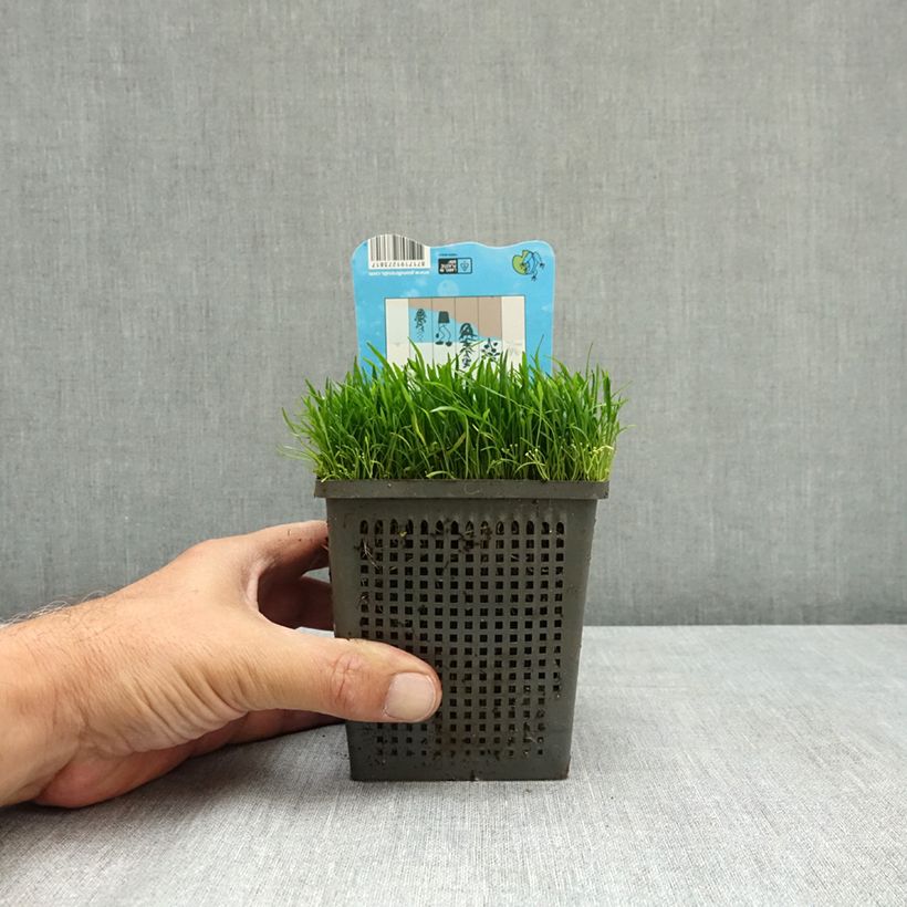 Exemplaar van Lilaeopsis brasiliensis - Braziliaanse grasplant Pot van 1 l/1,5 l zoals geleverd in de zomer