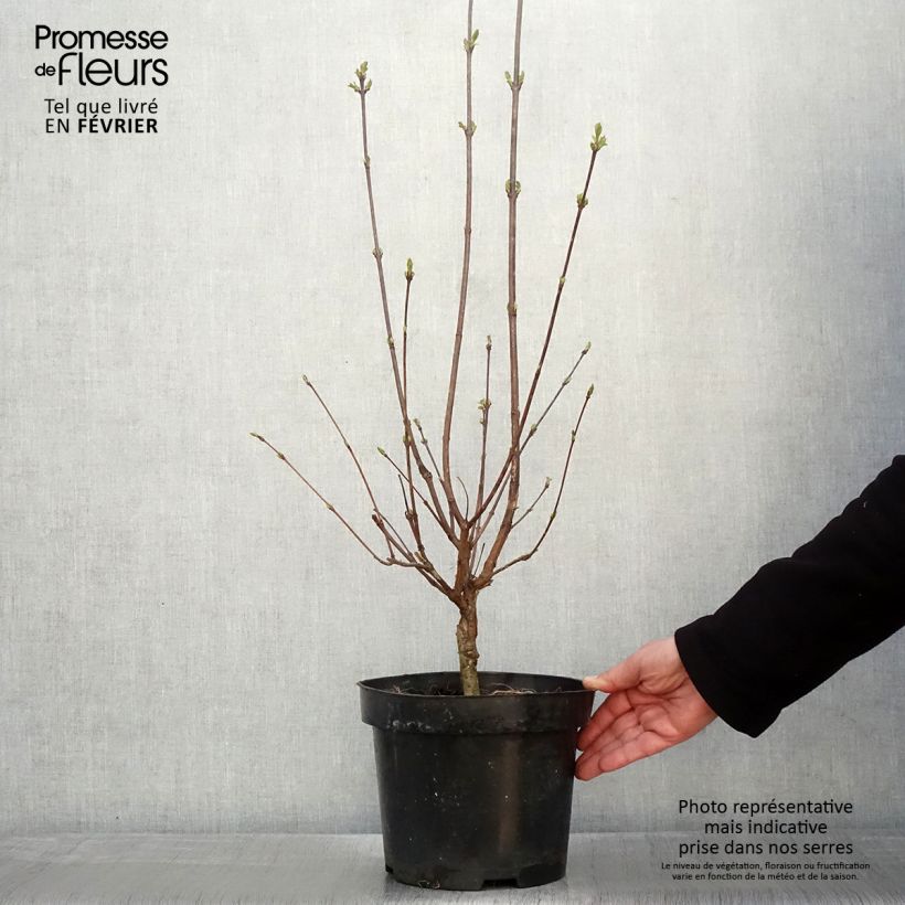 Example of Lilas à feuilles pennées - Syringa pinnatifolia Pot van 4 l/5 l as you get in hiver