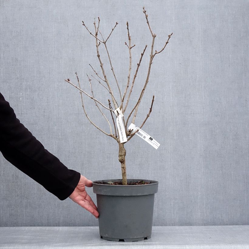 Example of Syringa hyacinthiflora Esther Staley - Sering Pot van 12 l/15 l as you get in hiver