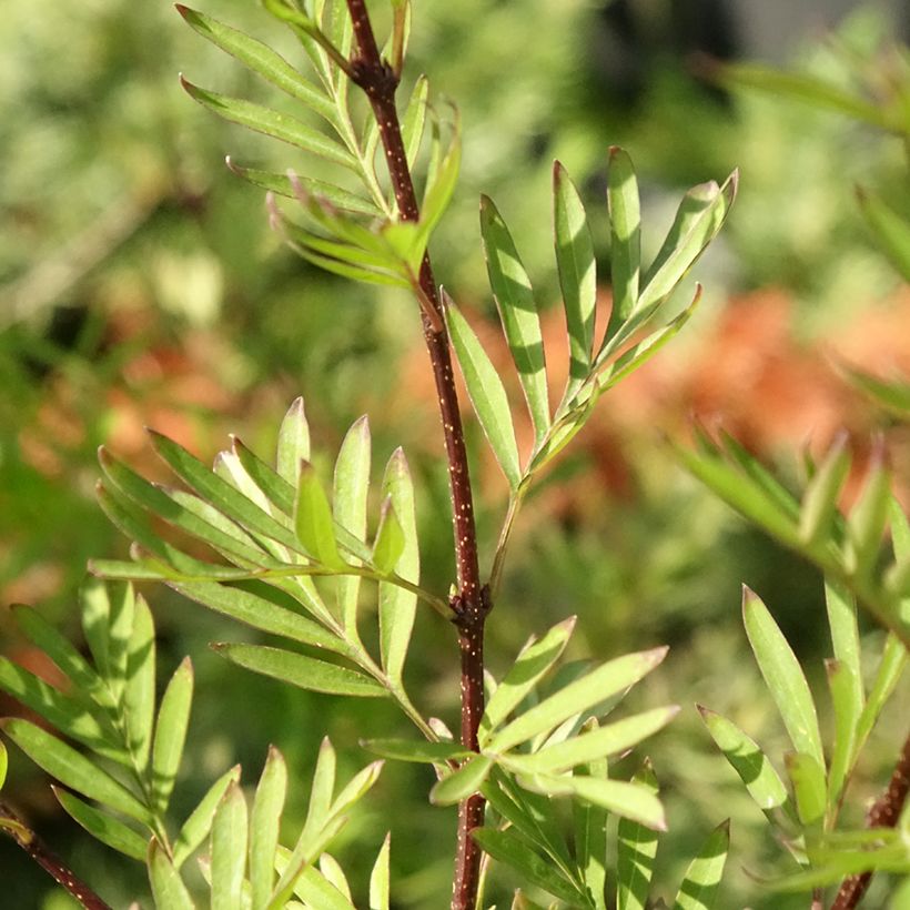 Syringa afghanica - Perzische sering (Blad)