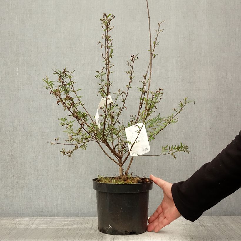 Exemplaar van Syringa afghanica - Perzische sering Pot van 4 l/5 l zoals geleverd in de herfst