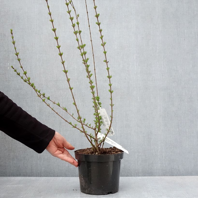 Exemplaar van Syringa afghanica - Perzische sering Pot van 4 l/5 l zoals geleverd in de lente