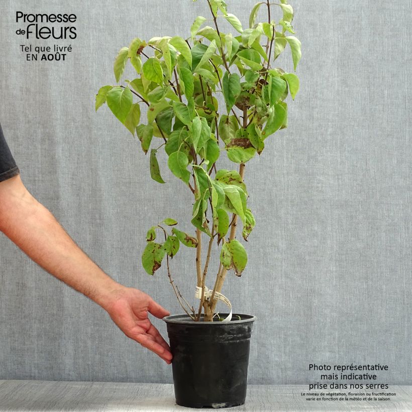 Exemplaar van Syringa vulgaris Kindy Rose - Gewone sering Pot van 4 l/5 l zoals geleverd in de zomer