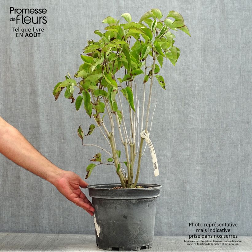 Exemplaar van Syringa vulgaris Kindy Rose - Gewone sering Pot van 7,5 l/10 l zoals geleverd in de zomer