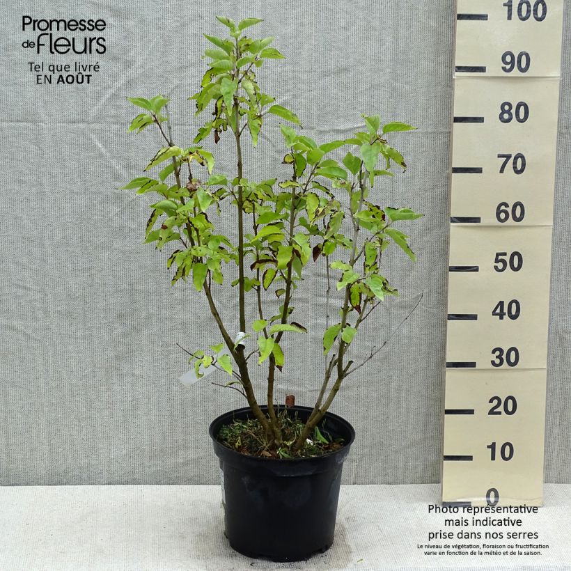 Exemplaar van Syringa vulgaris Konchalovskii - Gewone sering Pot van 7,5 l/10 l zoals geleverd in de zomer