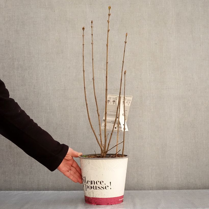 Example of Syringa vulgaris Konchalovskii - Gewone sering Pot van 4 l/5 l as you get in hiver