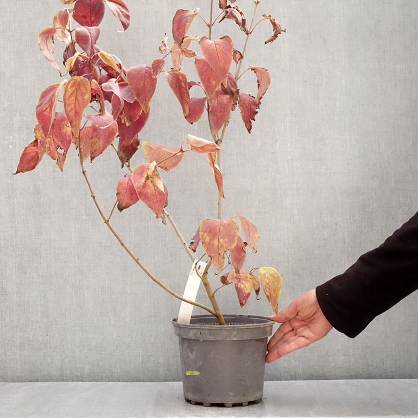 Example of Lilas commun - Syringa vulgaris Znamya Lenina Pot van 4 l/5 l as you get in automne