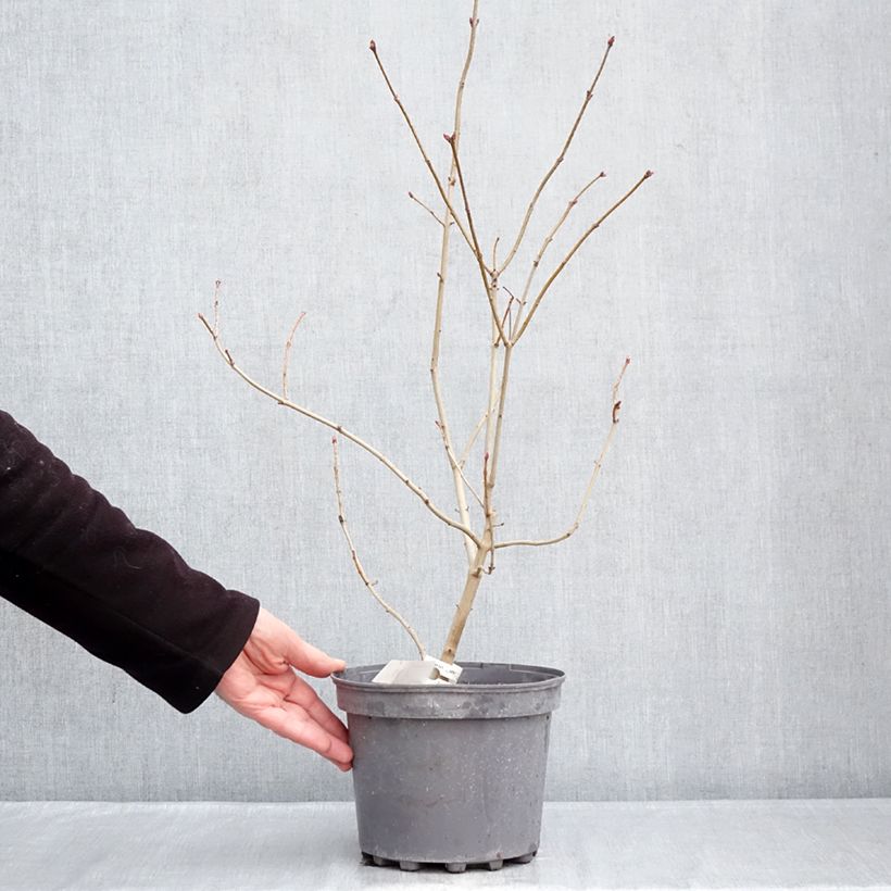 Exemplaar van Syringa vulgaris Znamya Lenina - Gewone sering Pot van 4 l/5 l zoals geleverd in de winter