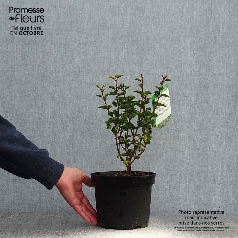 Exemplaar van Syringa Josée - Sering Pot van 3 l/4 l zoals geleverd in de herfst