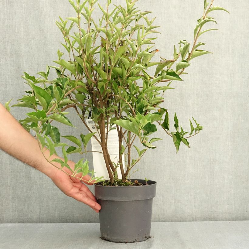 Exemplaar van Syringa patula Dream Cloud - Dwergsering Pot van 3 l/4 l zoals geleverd in de zomer