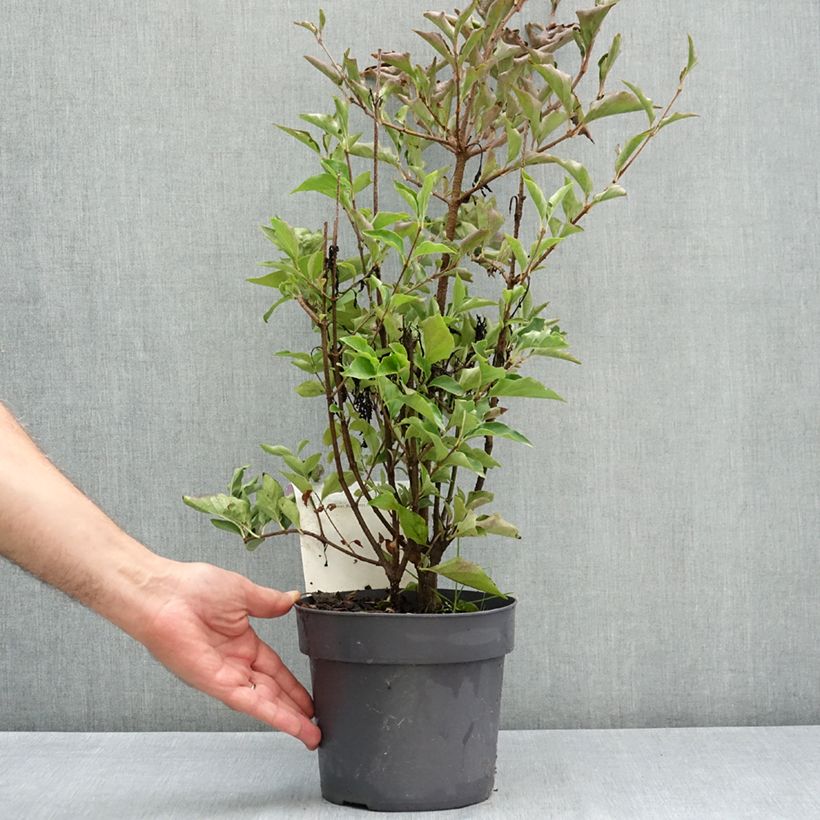 Exemplaar van Syringa patula Violet Uprising - Dwergsering Pot van 3 l/4 l zoals geleverd in de zomer