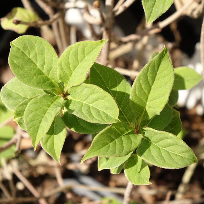Syringa josikaea - Sering (Blad)