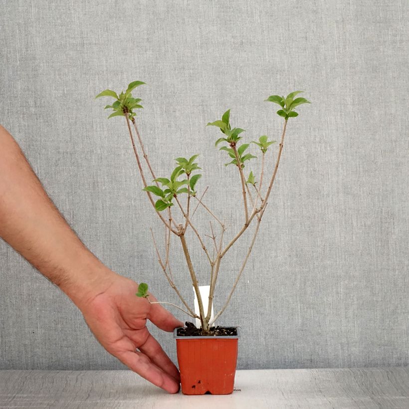 Exemplaar van Syringa josikaea - Sering Kweekpotje van 8/9 cm zoals geleverd in de zomer
