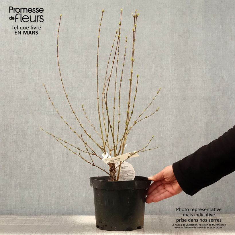 Exemplaar van Syringa persica Laciniata - Perzische sering Pot van 3 l/4 l zoals geleverd in de lente