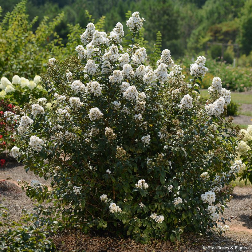 Lagerstroemia indica Enduring White - Kaapse hyacint (Groeiplaats)