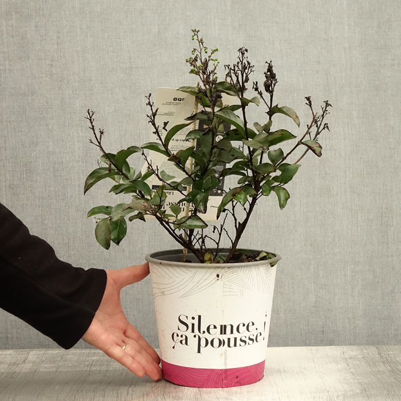 Exemplaar van Lagerstroemia indica Enduring White - Kaapse hyacint Pot van 3 l/4 l zoals geleverd in de herfst