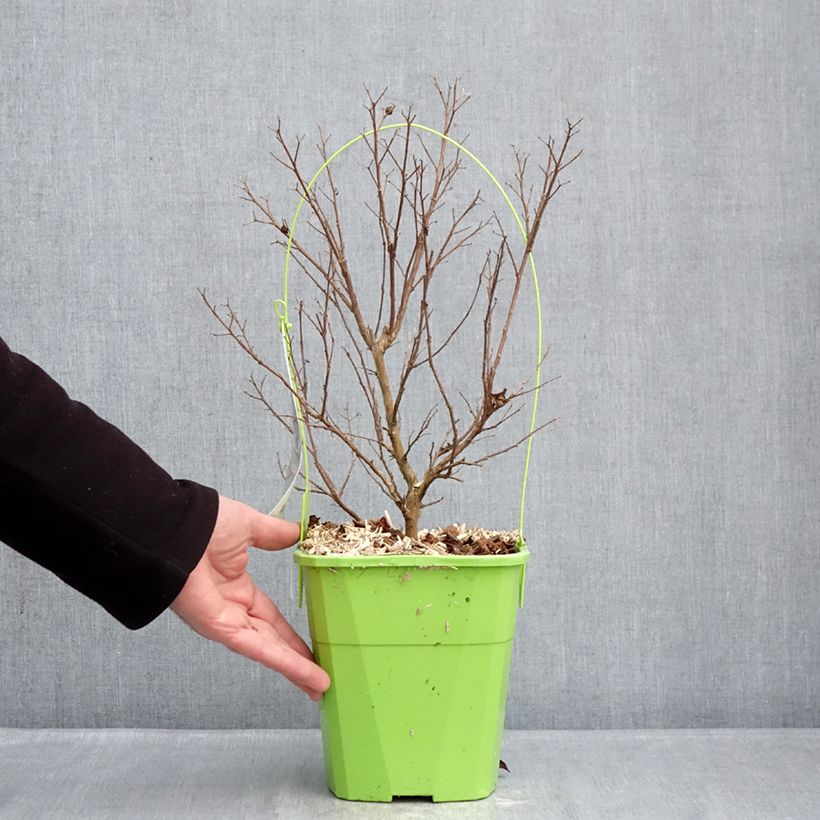 Example of Lagerstroemia indica Gourmet Red Red Wine - Indische sering Pot van 4 l/5 l as you get in hiver